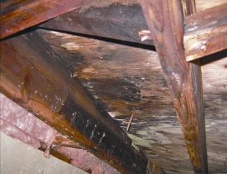 mold and rot in a Camarillo crawl space