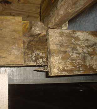 Extensive basement rot found in Santa Barbara by So Cal Crawl Space Solutions