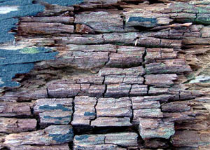 Dry rot damaging wood in Goleta