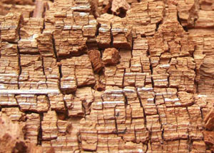 Wood severely damaged by dry rot damage in Westlake Village