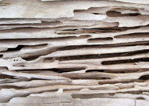 Carpenter ant tunnels and galleries in structural wood in a  home