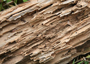 Termite-damaged wood showing rotting galleries outside of a Fillmore home