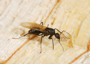 Closeup of a carpenter ant breeder in Newbury Park