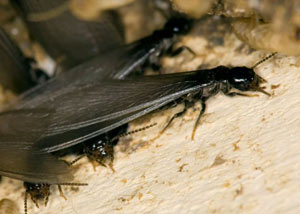 Closeup view of a termite new queen breeder in 