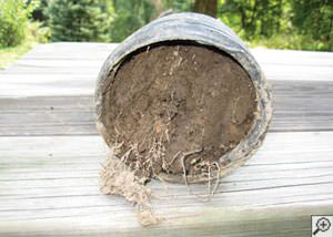 clogged french drain found in , California